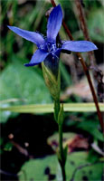 Gentianella ciliata (goryczuszka orzęsiona)