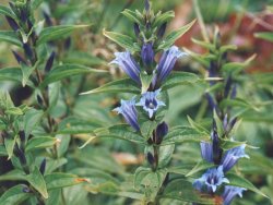 Gentiana asclepiadea (goryczka trojeściowa)