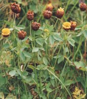 Trifolium badium