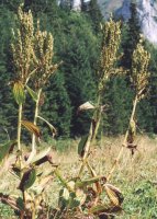 Veratrum lobelianum