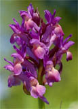 Dactylorhiza sambucina