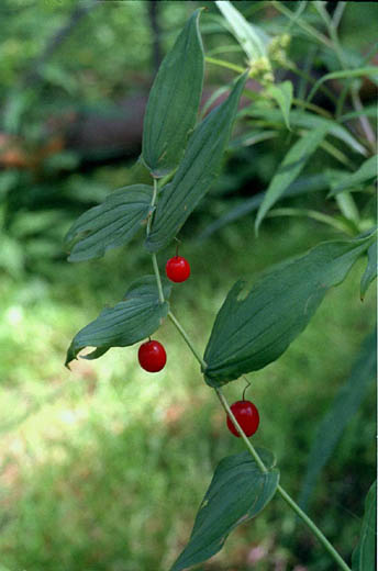 Stretopus amplexifolius