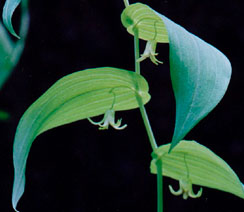 Streptopus amplexicaulis