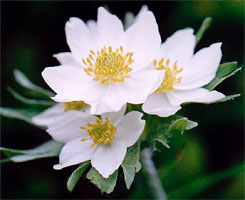 Anemone narcissifolia