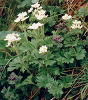 Anemone narcissifolia