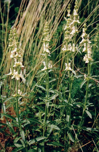 Stachys recta