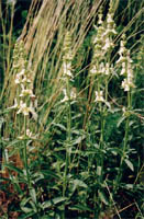 Stachys recta