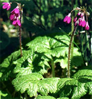 Cortusa matthioli