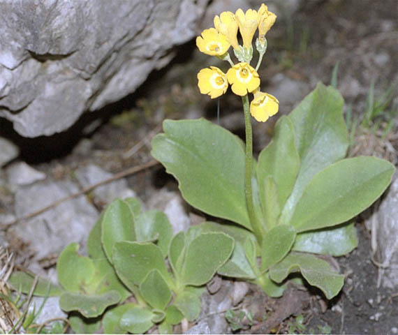 Primula auricula