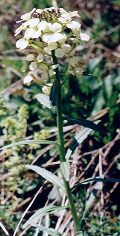 Erysimum wittmannii