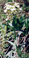 Erysimum wittmannii