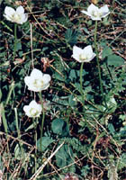 Parnassia palustris