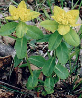 Euphorbia epithymoides (wilczomlecz pstry)