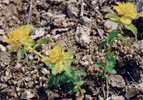 Euphorbia epithymoides (wilczomlecz pstry)