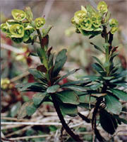 Euphorbia amygdaloides