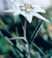 Leontopodium alpinum (szarotka alpejska)