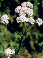 Valeriana officinalis