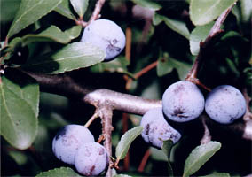 Prunus spinosa (śliwa tarnina)