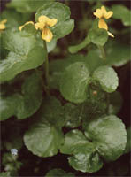 Viola biflora