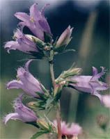 Campanula tracholium