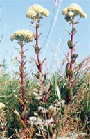 Sedum telephium