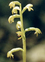 Corrallorhiza trifida
