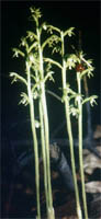 Corrallorhiza trifida