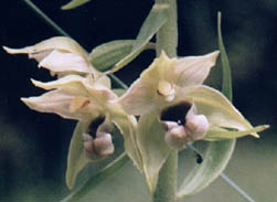 Epipactis helleborine