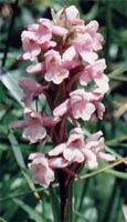 Gymnadenia conopsea ssp. conopsea (gółka długoostrogowa typowa)