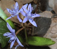 Scilla bifolia