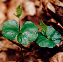 Fagus sylvatica