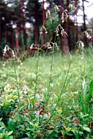 Silene nutans