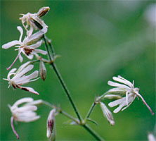 Silene nutans