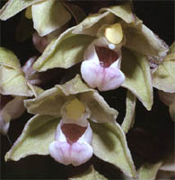 Epipactis purpurata