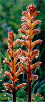 Orobanche lutea