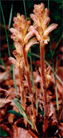 Orobanche lutea