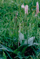 Plantago media