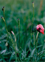 Papaver argemone