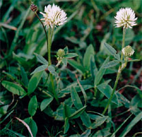 Trifolium montanum