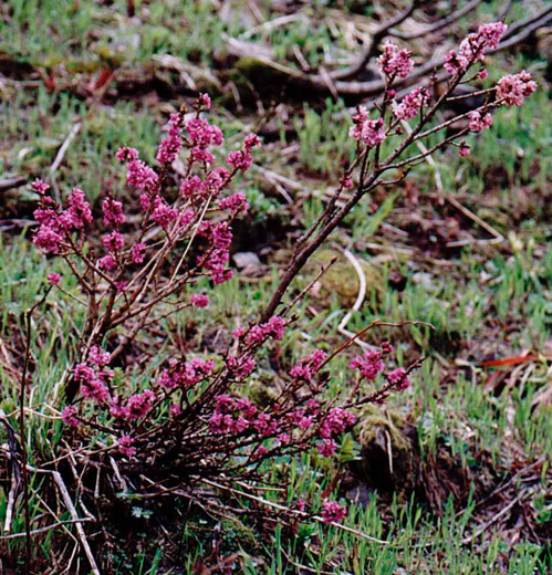 Daphne mezereum (wawrzynek wilczełyko)