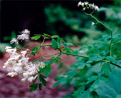 Thalictrum aquilegiifolium
