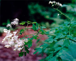 Thalictrum aquilegiifolium