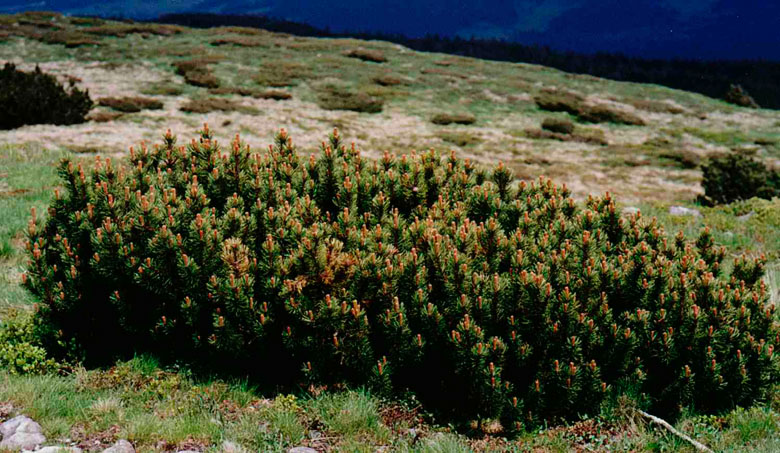 Pinus mugo