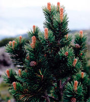 Pinus mugo