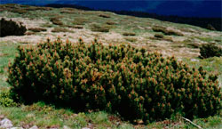 Pinus mugo (sosna górska)