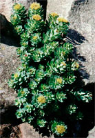 Rhodiola rosea