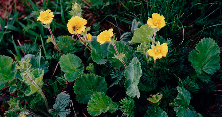 Geum montanum