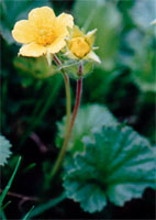 Geum montanum