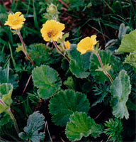 Geum montanum