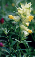 Rhinanthus augustifolius